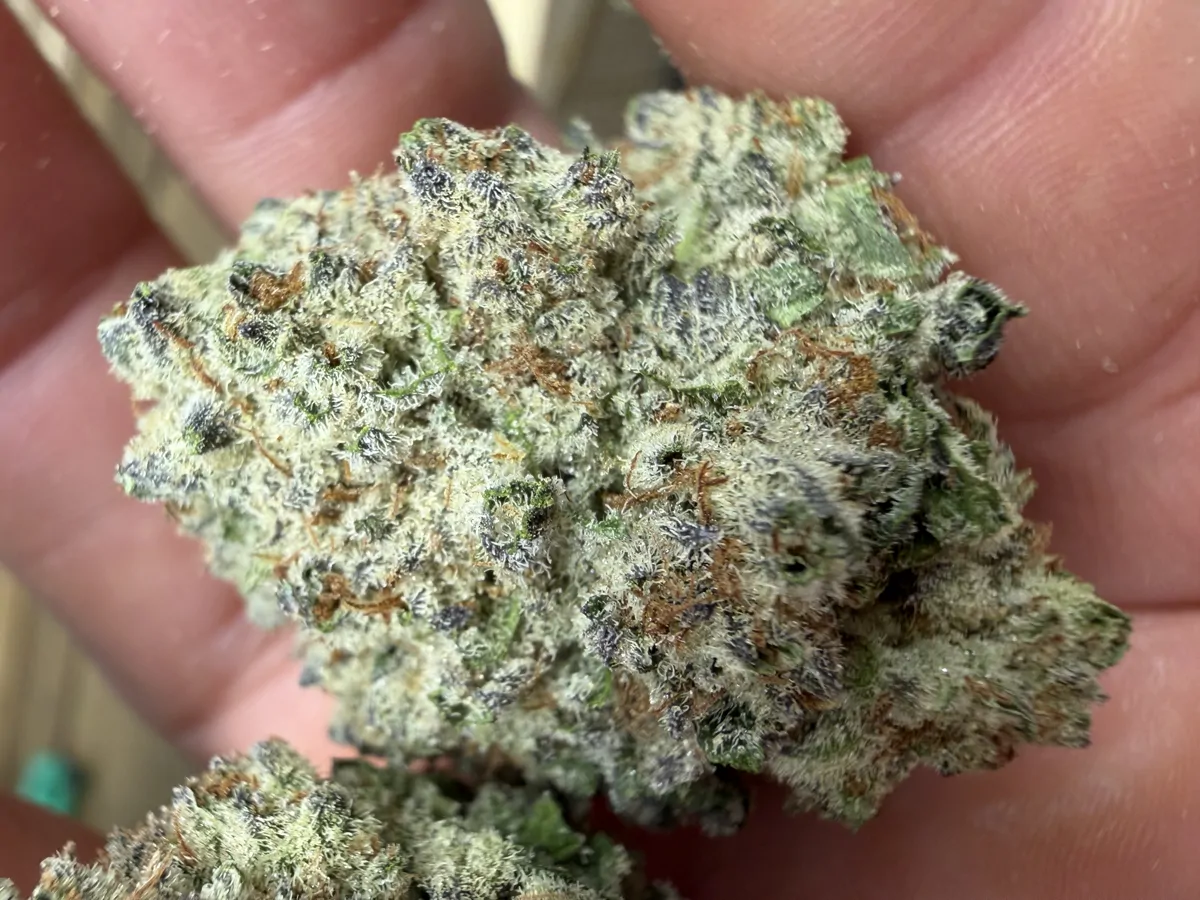 Oreoz Flower
